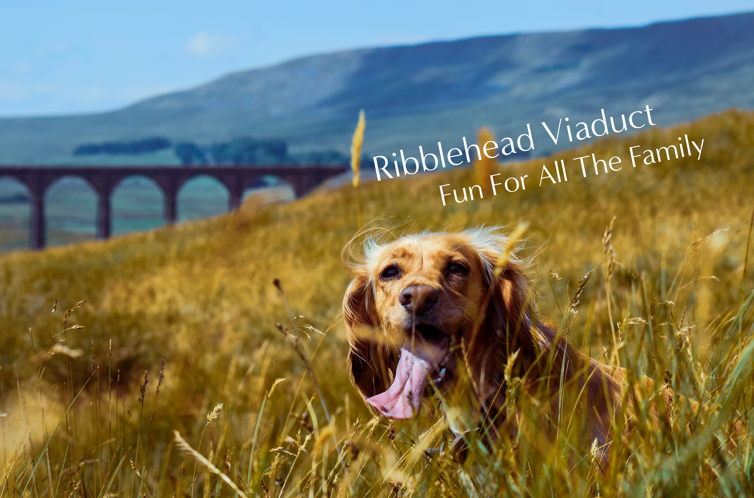 Ribblehead Viaduct with dog in grass